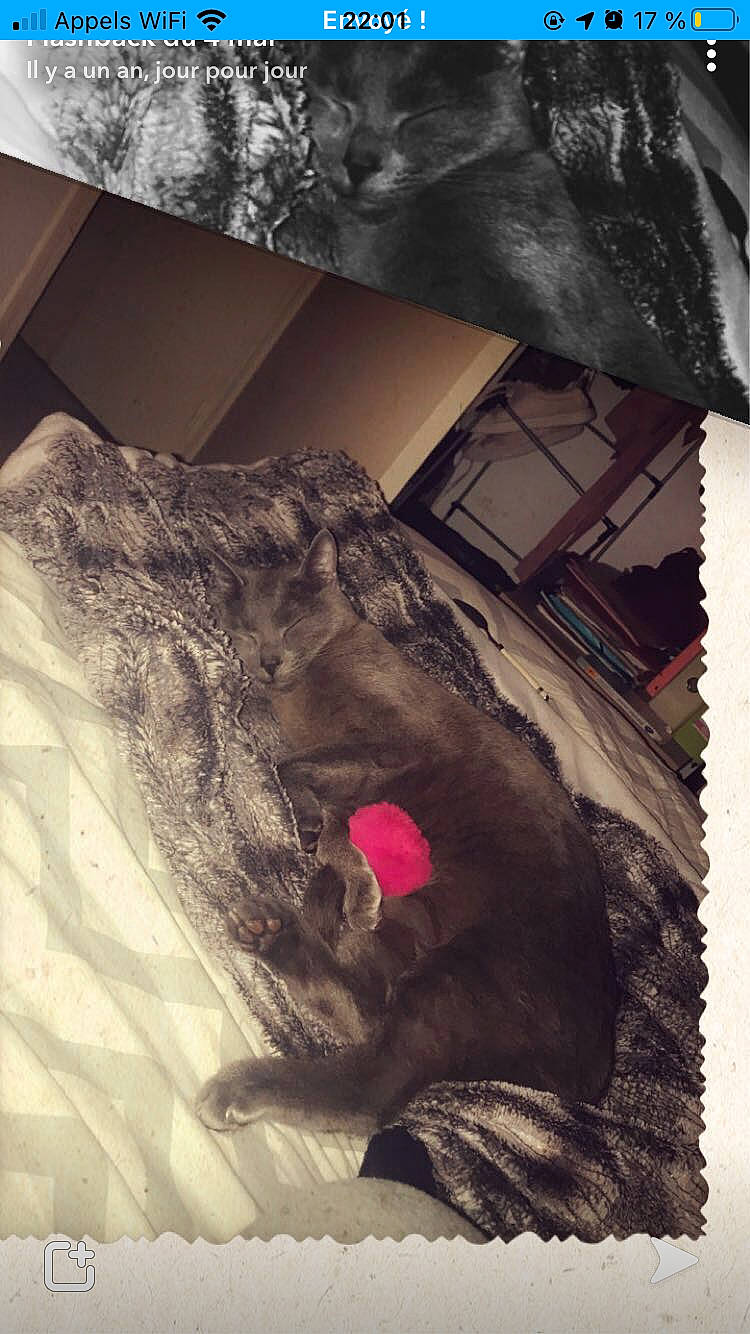 Meeko participe au concours pour gagner de l'argent avec cette photo : bedding, carmine, fashion_accessory, font, fur, linens, magenta, pattern, rectangle, rock, room, shadow, textile, tints_and_shades, visual_arts, winter, wood