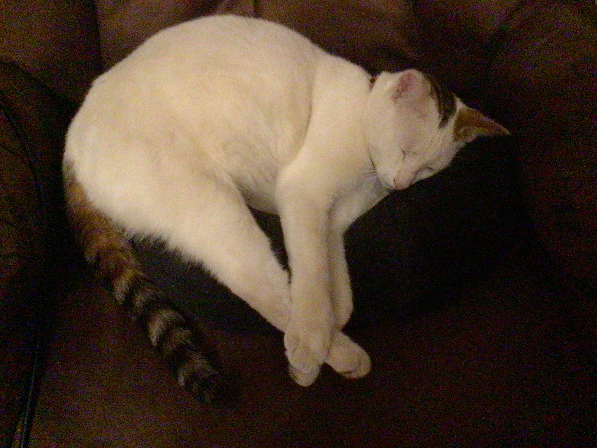 Swann participe au concours pour gagner de l'argent avec cette photo : carnivore, cat, cat_supply, claw, comfort, domestic_short_haired_cat, fang, fawn, felidae, flooring, fur, paw, pet_supply, small_to_medium_sized_cats, snout, tail, terrestrial_animal, whiskers