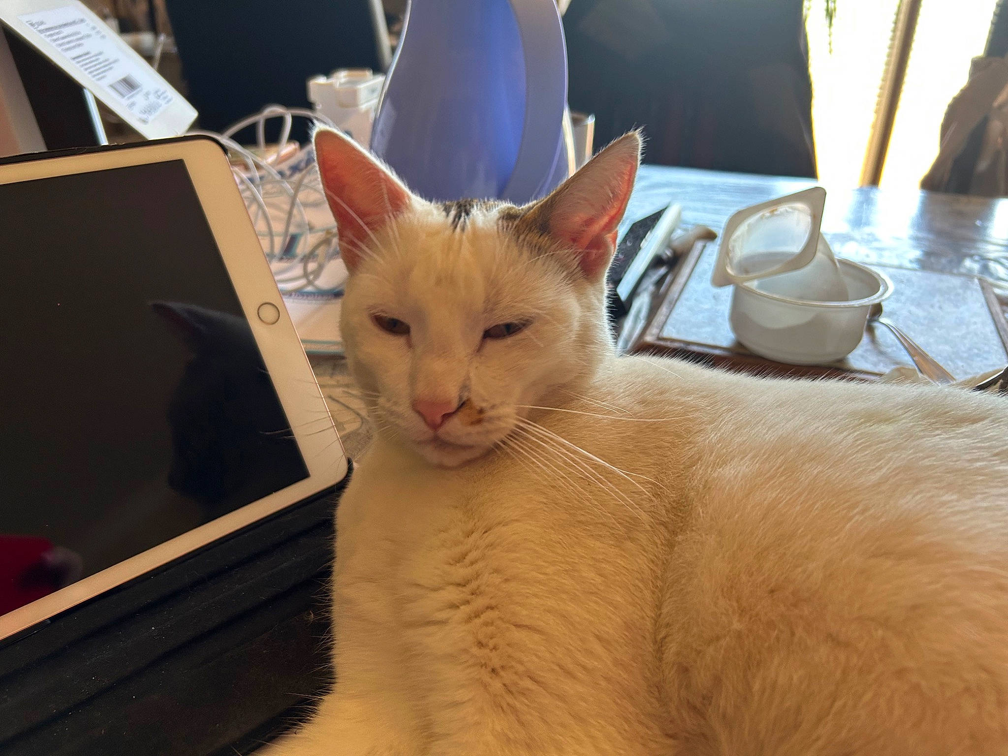 Swann a rejoint le concours — aidez-le/la à gagner de superbes lots ! carnivore, cat, domestic_short_haired_cat, fang, fawn, felidae, fur, kitchen_utensil, paw, serveware, small_to_medium_sized_cats, snout, tableware, tail, whiskers