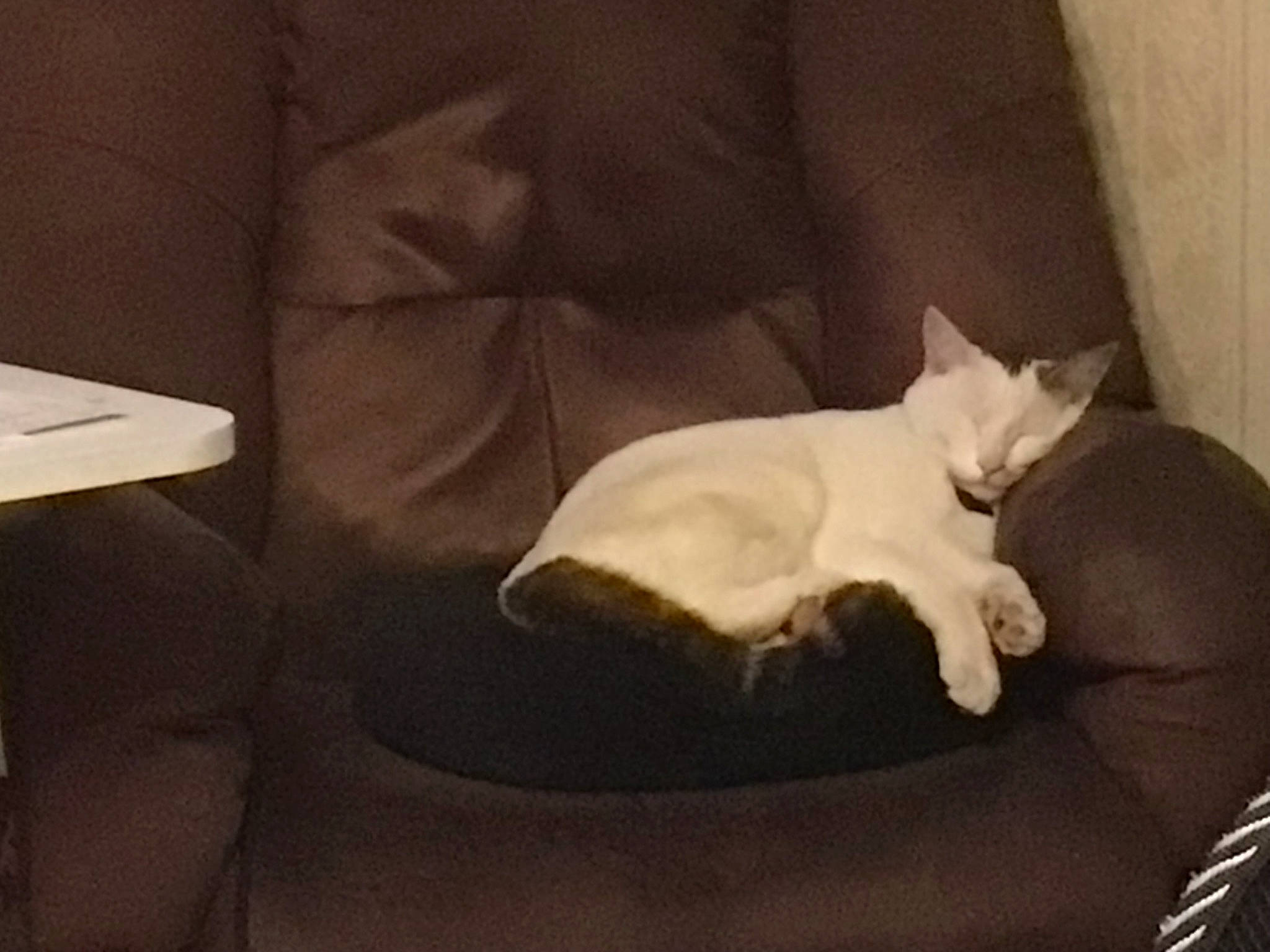 Swann participe au concours pour gagner de l'argent avec cette photo : carnivore, cat, cat_bed, cat_supply, chair, comfort, companion_dog, darkness, domestic_short_haired_cat, felidae, fur, furniture, linens, paw, room, sitting, slipcover, small_to_medium_sized_cats, tail, whiskers