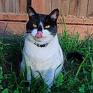 Little B is registered to the contest to win money with this photo: animal, black_and_white, cat, collar, cute, domestic_cat, eyes, fence, fur, grass, greenery, mammal, nature, outdoor, pet, playful, sitting, sunlight, tongue_out, whiskers