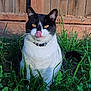 animal, black_and_white, cat, collar, cute, domestic_cat, eyes, fence, fur, grass, greenery, mammal, nature, outdoor, pet, playful, sitting, sunlight, tongue_out, whiskers