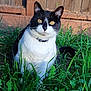 Little B is registered to the contest to win money with this photo: animal, black_and_white, cat, collar, curious, daylight, ears, eyes, fence, fur, grass, greenery, mammal, nature, outdoor, pet, portrait, sitting, sunlight, whiskers