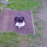 Little B joined the competition — help win amazing prizes! cat, outdoor, grass, mat, black_and_white_cat, animal, nature, resting, garden, dirt, calm, pet, feline, quiet, small_plant, ground, daylight, wildlife, relaxed, domestic_animal