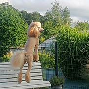 Uline a rejoint le concours — aidez-le/la à gagner de superbes lots ! dog, poodle, bench, garden, greenery, fence, outdoor, pet, animal, fluffy_tail, summer, daylight, canine, fur, park, nature, portrait, looking_away, shaved_body, paws