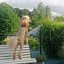dog, poodle, bench, garden, greenery, fence, outdoor, pet, animal, fluffy_tail, summer, daylight, canine, fur, park, nature, portrait, looking_away, shaved_body, paws