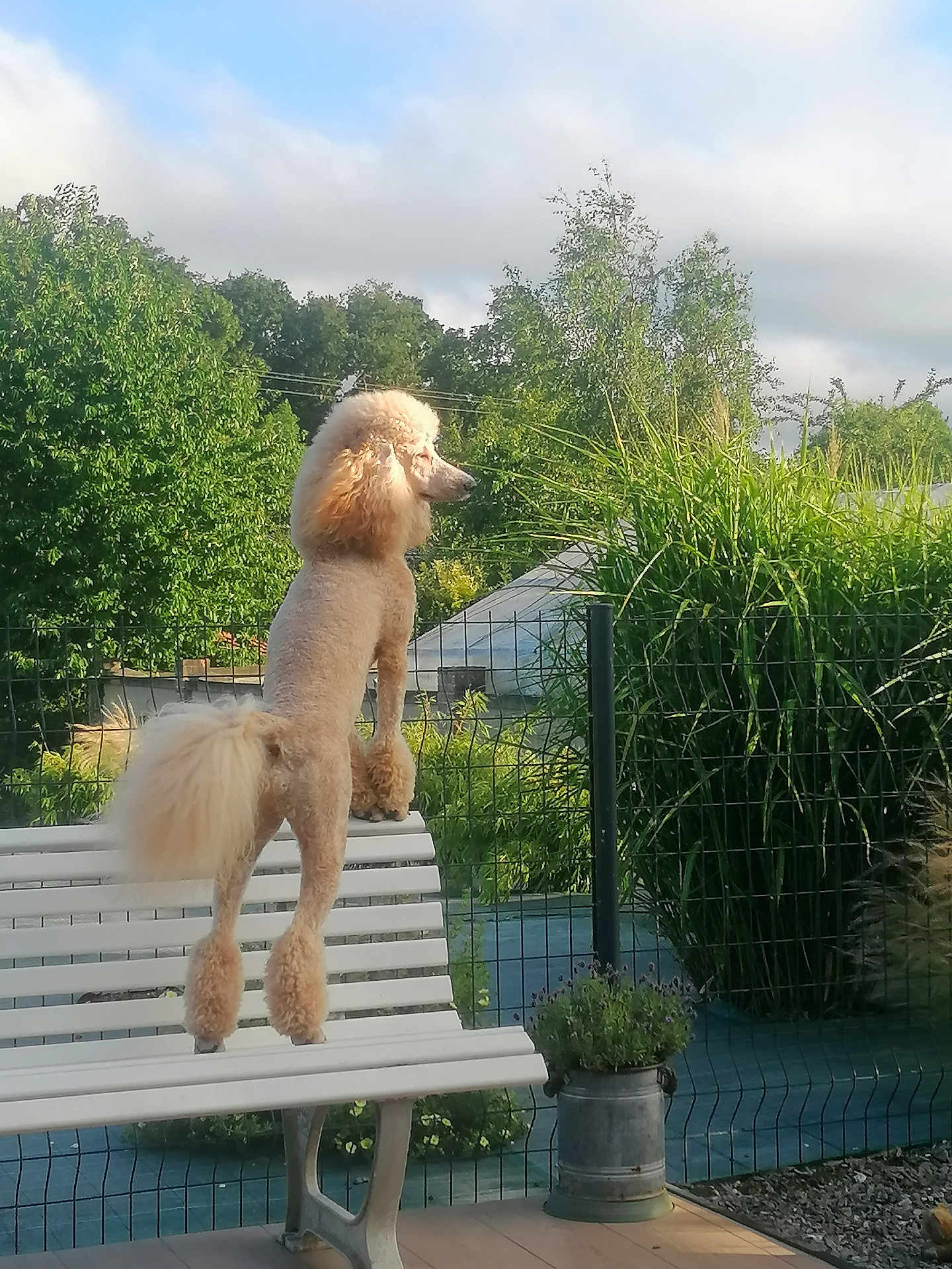 Uline a rejoint le concours — aidez-le/la à gagner de superbes lots ! dog, poodle, bench, garden, greenery, fence, outdoor, pet, animal, fluffy_tail, summer, daylight, canine, fur, park, nature, portrait, looking_away, shaved_body, paws