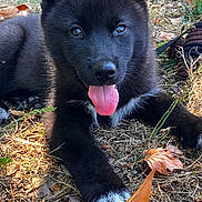 Shadow participe au concours pour gagner de l'argent avec cette photo : puppy, dog, black_fur, tongue_out, grass, leaves, outdoor, nature, sunlight, playful, young_dog, animal, pet, close_up, cute, fur, lying_down, happy, daylight, canine