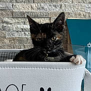 Stark is registered to the contest to win money with this photo: cat, kitten, tortoiseshell, black_fur, white_paw, animal, pet, collar, indoors, basket, fabric, storage_bin, stone_wall, blue_background, portrait, close_up, sitting, alert, whiskers, cute