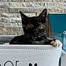 cat, kitten, tortoiseshell, black_fur, white_paw, animal, pet, collar, indoors, basket, fabric, storage_bin, stone_wall, blue_background, portrait, close_up, sitting, alert, whiskers, cute