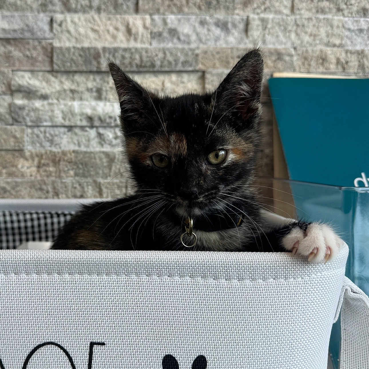 Stark is registered to the contest to win money with this photo: cat, kitten, tortoiseshell, black_fur, white_paw, animal, pet, collar, indoors, basket, fabric, storage_bin, stone_wall, blue_background, portrait, close_up, sitting, alert, whiskers, cute
