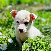 Buzdu a rejoint le concours — aidez-le/la à gagner de superbes lots ! animal, black_nose, closeup, curious, cute, dog, ears, flowers, fur, greenery, nature, outdoor, pet, plants, portrait, puppy, small, sunlight, white_fur, young