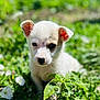animal, black_nose, closeup, curious, cute, dog, ears, flowers, fur, greenery, nature, outdoor, pet, plants, portrait, puppy, small, sunlight, white_fur, young
