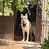 Ghost a rejoint le concours — aidez-le/la à gagner de superbes lots ! dog, canine, animal, pet, doorway, sunlight, shadow, leafy_branch, outdoor, stone_wall, gate, pavement, black_bandana, smiling, standing, ears_up, alert, house_entrance, nature, daylight