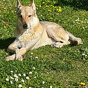 Ghost participe au concours pour gagner de l'argent avec cette photo : dog, canine, grass, flowers, daisies, dandelions, outdoor, sunlight, nature, pet, relaxing, animal, mammal, greenery, summer, lying_down, peaceful, garden, daytime, fur