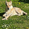 dog, canine, grass, flowers, daisies, dandelions, outdoor, sunlight, nature, pet, relaxing, animal, mammal, greenery, summer, lying_down, peaceful, garden, daytime, fur