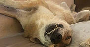 Ghost a rejoint le concours — aidez-le/la à gagner de superbes lots ! dog, canine, lying_down, teeth, relaxed, indoor, couch, snack, funny_face, pet, muzzle, fur, nose, paw, chewing, brown, beige, animal, resting, tongue