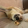 dog, canine, lying_down, teeth, relaxed, indoor, couch, snack, funny_face, pet, muzzle, fur, nose, paw, chewing, brown, beige, animal, resting, tongue