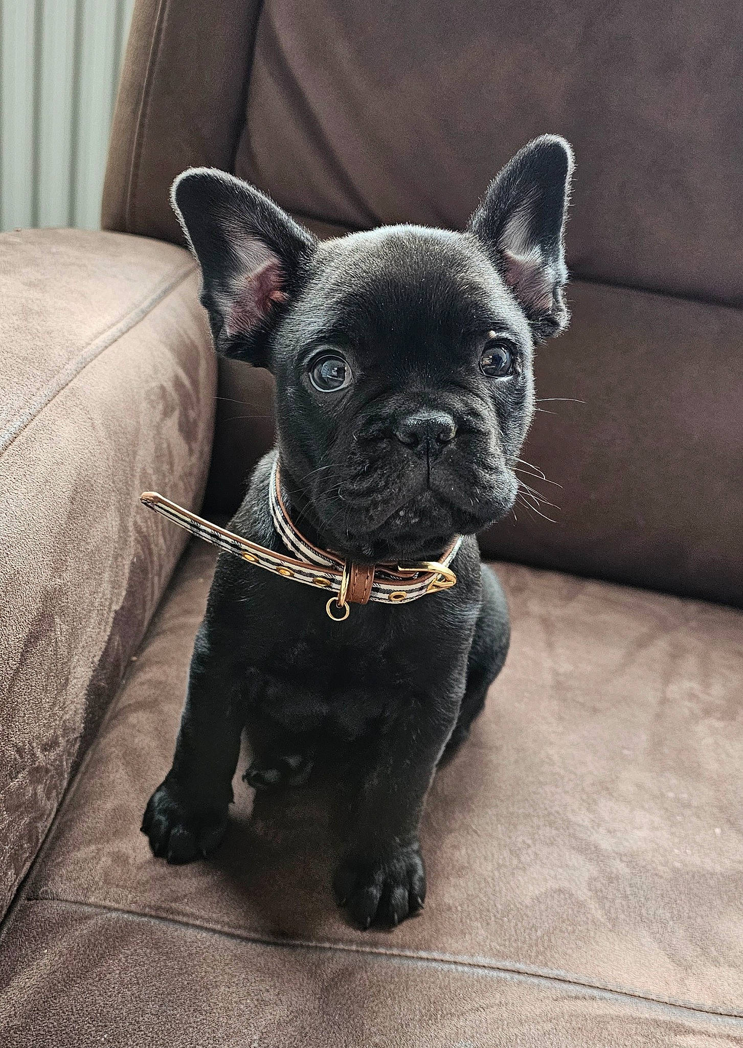 Léon participe au concours pour gagner de l'argent avec cette photo : bulldog, canidae, carnivore, collar, comfort, companion_dog, dog, dog_breed, dog_collar, ear, eye, fawn, french_bulldog, head, snout, sporting_group, terrestrial_animal, toy_dog, whiskers, working_animal