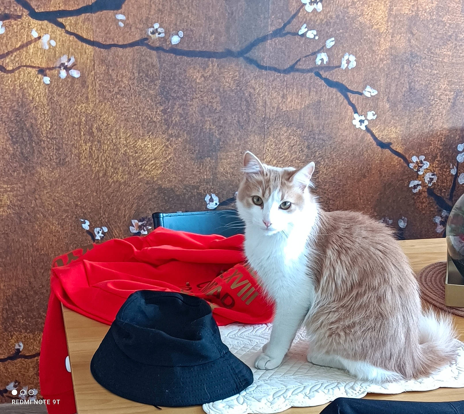 Atlas participe au concours pour gagner de l'argent avec cette photo : art, baseball_cap, carnivore, cat, comfort, domestic_short_haired_cat, fawn, fedora, felidae, fur, grey, hat, organism, plant, sitting, small_to_medium_sized_cats, sun_hat, tail, tree, whiskers