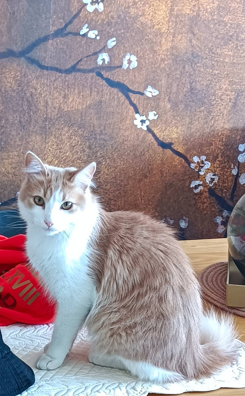 Atlas participe au concours pour gagner de l'argent avec cette photo : carnivore, cat, domestic_short_haired_cat, fawn, felidae, fur, grey, iris, paw, plant, sitting, small_to_medium_sized_cats, snout, tail, terrestrial_animal, tree, twig, whiskers, wildlife, window