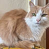 Atlas participe au concours pour gagner de l'argent avec cette photo : cat, orange_cat, white_cat, fluffy, longhaired, green_eyes, whiskers, ears, tail, sitting, indoors, portrait, pet, feline, fur, calm, alert, sunlight, patterned_surface, home