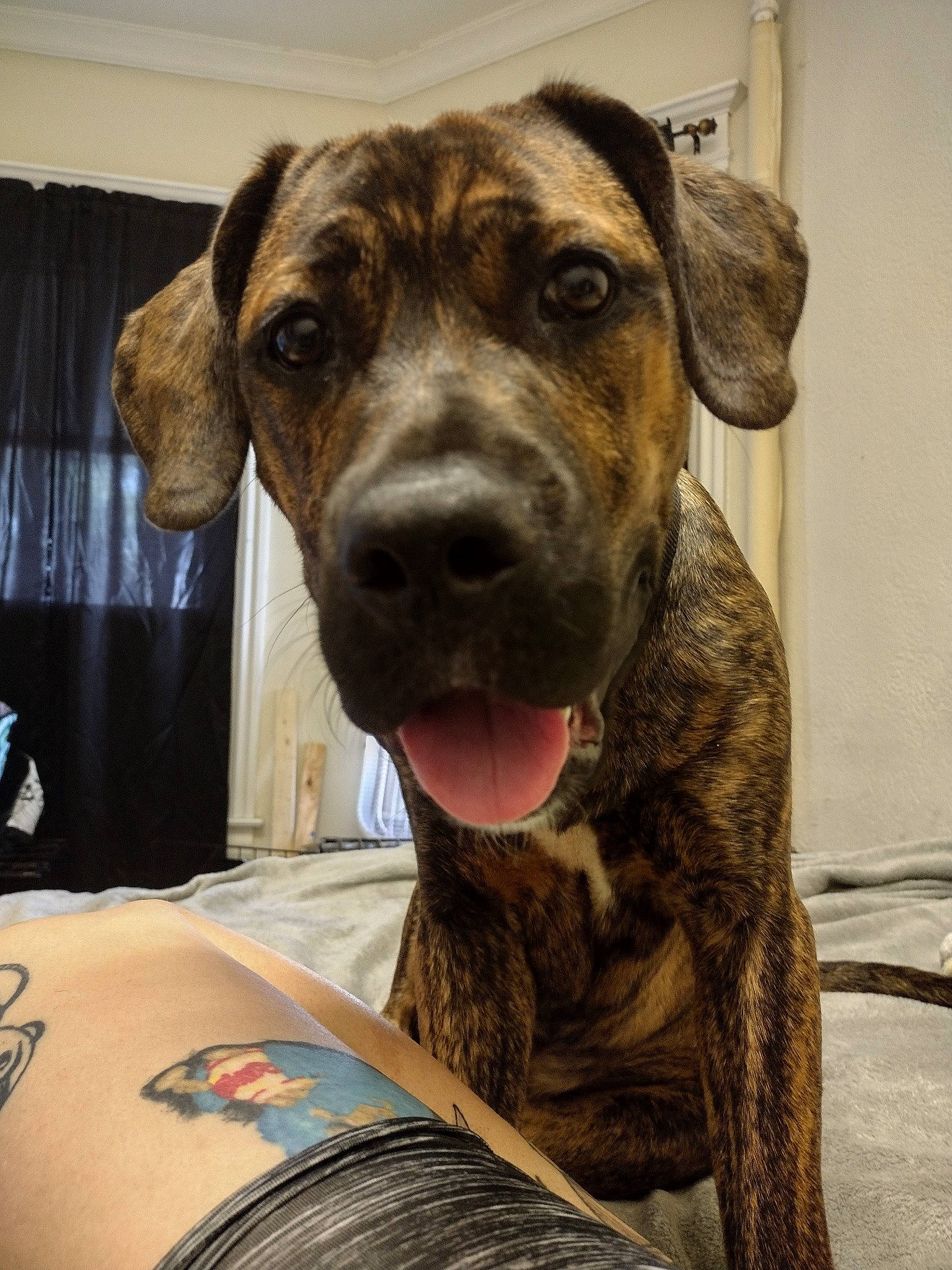 Hannibal is registered to the contest to win money with this photo: canidae, carnivore, collar, companion_dog, curtain, dog, dog_breed, dog_collar, fawn, fur, guard_dog, liver, pet_supply, snout, sporting_group, terrestrial_animal, treeing_tennessee_brindle, whiskers, working_animal, working_dog