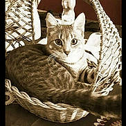 Silver participe au concours pour gagner de l'argent avec cette photo : cat, basket, indoor, tablecloth, pattern, curious, feline, pet, animal, sepia, vintage, cozy, household, domestic, whiskers, ears, tail, fur, looking, resting