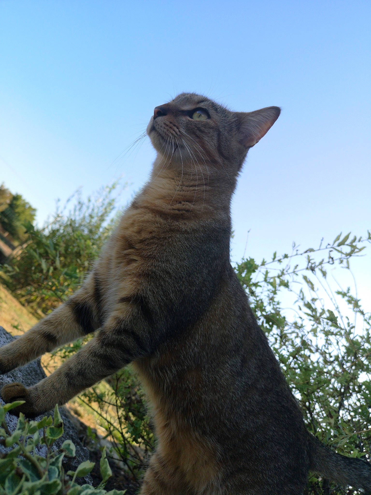 Mogwaï a rejoint le concours — aidez-le/la à gagner de superbes lots ! asian, british_shorthair, carnivore, cat, chartreux, domestic_short_haired_cat, european_shorthair, felidae, fur, plant, small_to_medium_sized_cats, snout, tabby_cat, tail, tree, whiskers, wildlife