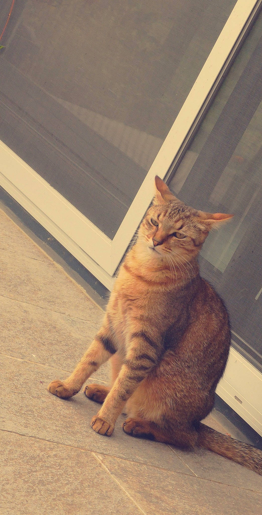 Mogwaï participe au concours pour gagner de l'argent avec cette photo : aegean_cat, arabian_mau, asian, california_spangled, carnivore, cat, chausie, domestic_short_haired_cat, dragon_li, european_shorthair, fawn, felidae, mammal, ocicat, small_to_medium_sized_cats, snout, sokoke, tabby_cat, tail, whiskers