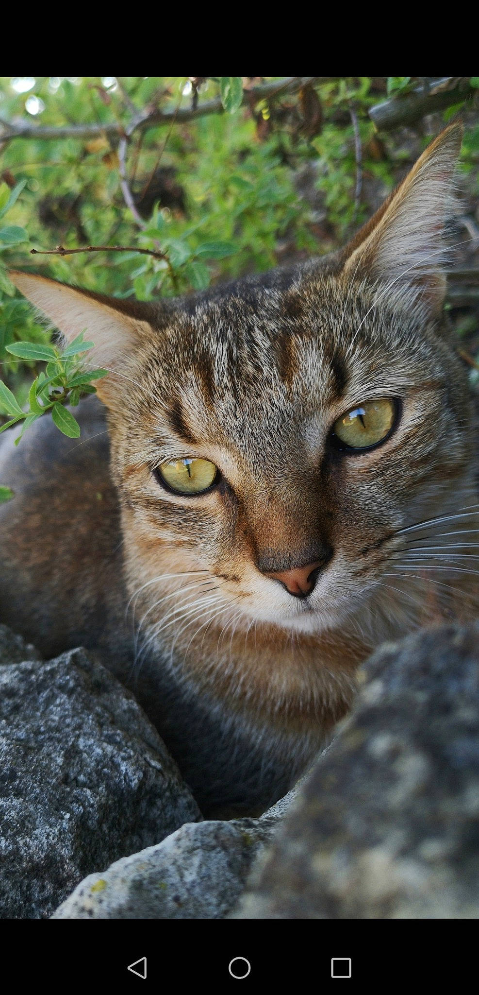 Mogwaï a rejoint le concours — aidez-le/la à gagner de superbes lots ! aegean_cat, asian, carnivore, cat, close_up, domestic_short_haired_cat, dragon_li, european_shorthair, eye, felidae, lynx, mammal, pixie_bob, small_to_medium_sized_cats, snout, tabby_cat, vertebrate, whiskers, wild_cat, wildlife