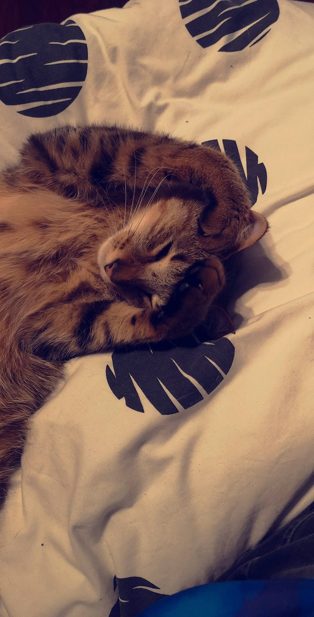 Mogwaï participe au concours pour gagner de l'argent avec cette photo : carnivore, cat, felidae, fur, kitten, norwegian_forest_cat, small_to_medium_sized_cats, whiskers