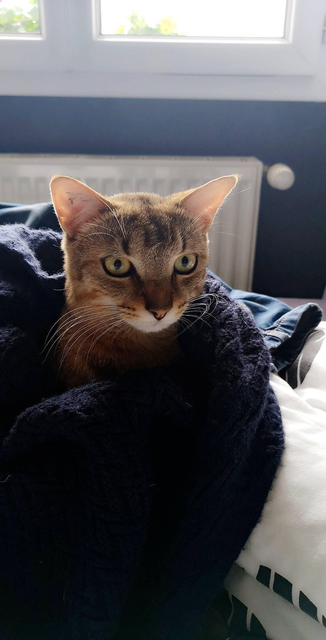 Mogwaï a rejoint le concours — aidez-le/la à gagner de superbes lots ! abyssinian, asian, australian_mist, bengal, california_spangled, carnivore, cat, chausie, domestic_short_haired_cat, dragon_li, egyptian_mau, european_shorthair, felidae, fur, kitten, mammal, small_to_medium_sized_cats, tabby_cat, vertebrate, whiskers