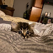 Chevy is registered to the contest to win money with this photo: cat, kitten, pet, animal, fur, big_eyes, whiskers, bed, blanket, bedding, cozy, indoor, bedroom, shelf, furniture, soft_lighting, portrait, close_up, cute, peekaboo