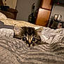 cat, kitten, pet, animal, fur, big_eyes, whiskers, bed, blanket, bedding, cozy, indoor, bedroom, shelf, furniture, soft_lighting, portrait, close_up, cute, peekaboo