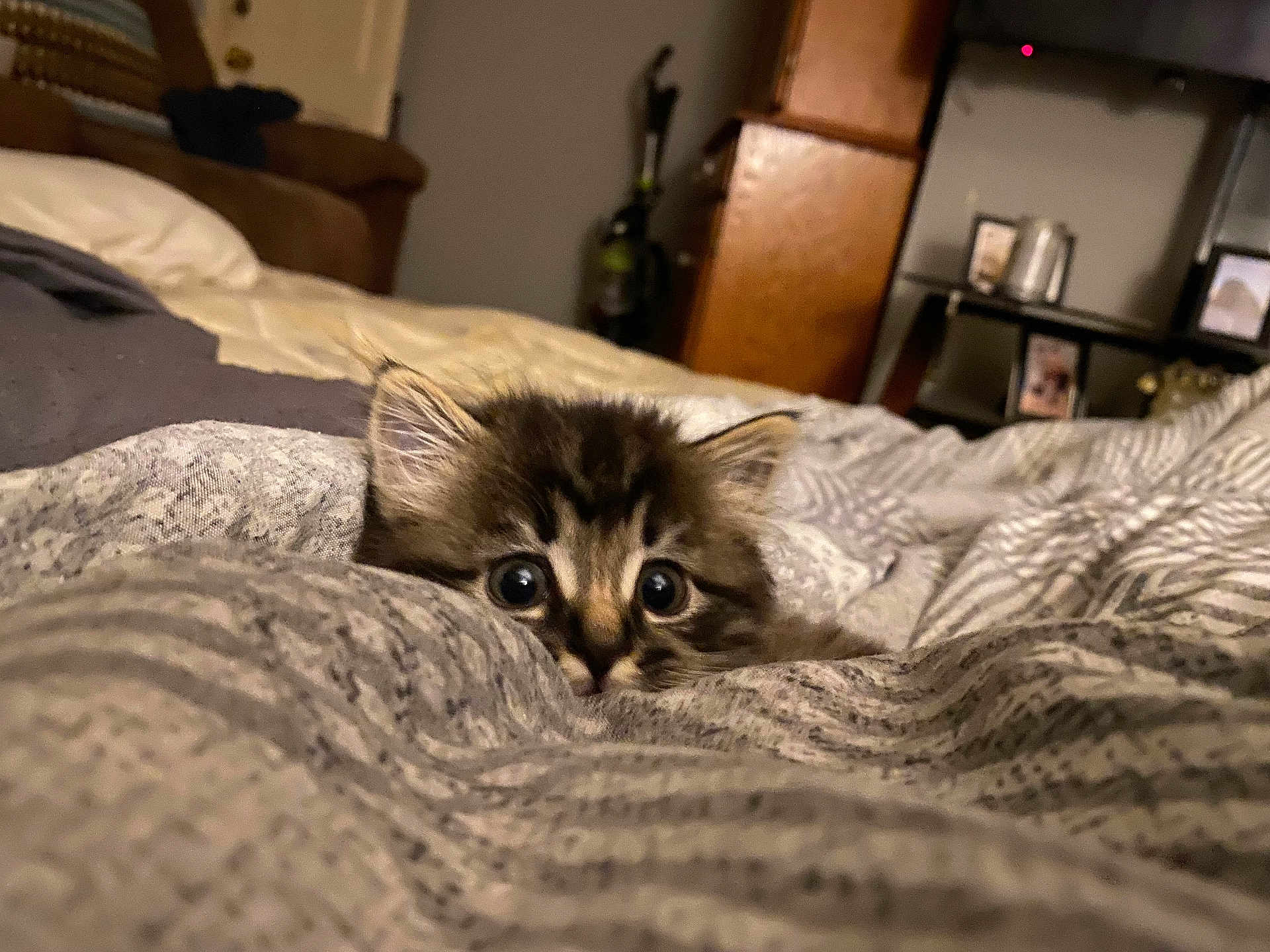 Chevy is registered to the contest to win money with this photo: cat, kitten, pet, animal, fur, big_eyes, whiskers, bed, blanket, bedding, cozy, indoor, bedroom, shelf, furniture, soft_lighting, portrait, close_up, cute, peekaboo