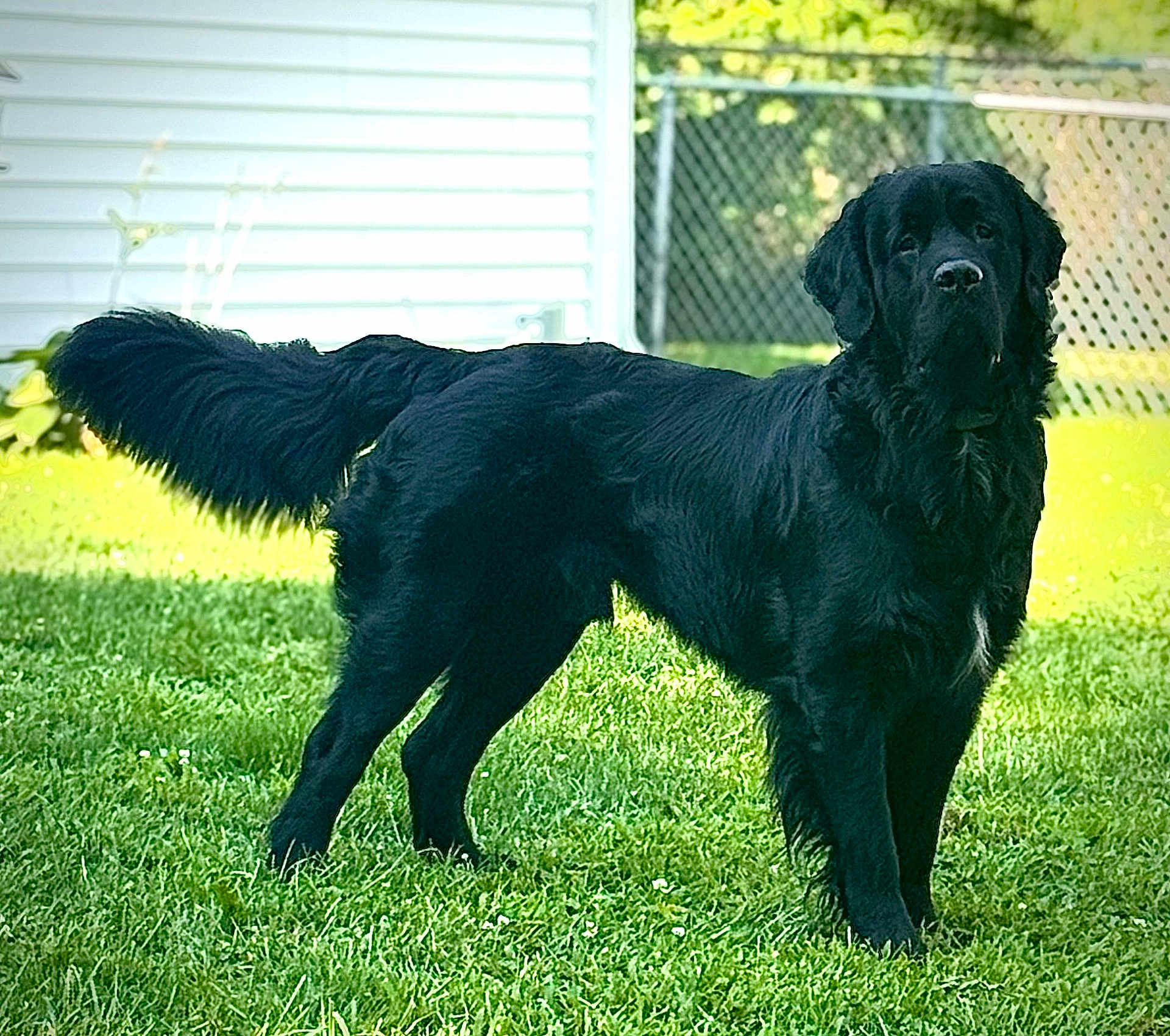 Ripp is registered to the contest to win money with this photo: dog, black_dog, outdoor, grass, fence, pet, canine, animal, standing, yard, nature, fluffy_tail, backyard, sunlight, mammal, domestic_animal, portrait, side_view, quiet, daylight
