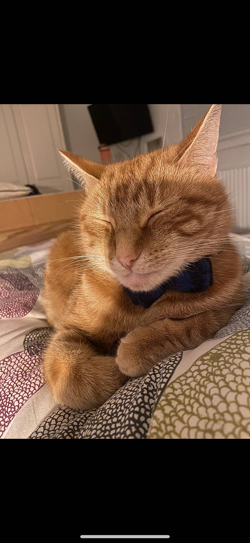 Jaffa is registered to the contest to win money with this photo: carnivore, cat, claw, comfort, domestic_short_haired_cat, ear, fawn, felidae, flooring, foot, fur, human_leg, nap, paw, small_to_medium_sized_cats, snout, tail, whiskers, window, wood