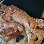 Bernard participe au concours pour gagner de l'argent avec cette photo : cat, kitten, sleeping, ginger_cat, animal, pet, feline, blanket, indoor, cozy, resting, family, cute, fur, mammal, domestic_animal, snuggling, warm, comfort, relaxation