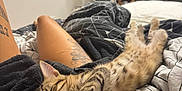 Rave participe au concours pour gagner de l'argent avec cette photo : kitten, sleeping, cat, bed, blanket, tattoo, legs, striped, feline, cozy, indoor, resting, person, paw, curtain, shelf, book, soft_light, patterned_bedding, relaxation