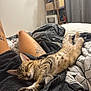 kitten, sleeping, cat, bed, blanket, tattoo, legs, striped, feline, cozy, indoor, resting, person, paw, curtain, shelf, book, soft_light, patterned_bedding, relaxation