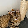 cat, tabby_cat, scratching_post, plush_toy, pet, feline, fur, whiskers, ears, claws, indoor, resting, cute, animal, domestic_cat, soft_surface, striped_fur, playful, relaxed, close_up