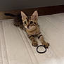Rave a rejoint le concours — aidez-le/la à gagner de superbes lots ! kitten, cat, tabby, pet, animal, indoor, mattress, bed, white, curious, small, young, playful, paw, fur, ears, whiskers, black_hair_tie, resting, cute