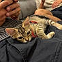 kitten, cat, pet, indoor, person, smartphone, couch, relaxing, clothing, hand, furniture, red_harness, black_pants, gray_sweater, curious, lap, seated, blurred_background, casual, home