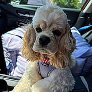 Paislee Mae joined the competition — help win amazing prizes! dog, pet, car_interior, cushion, window, sunlight, fur, animal, canine, resting, seat, collar, harness, closeup, indoors, companion, cute, curly_fur, comfort, relaxed