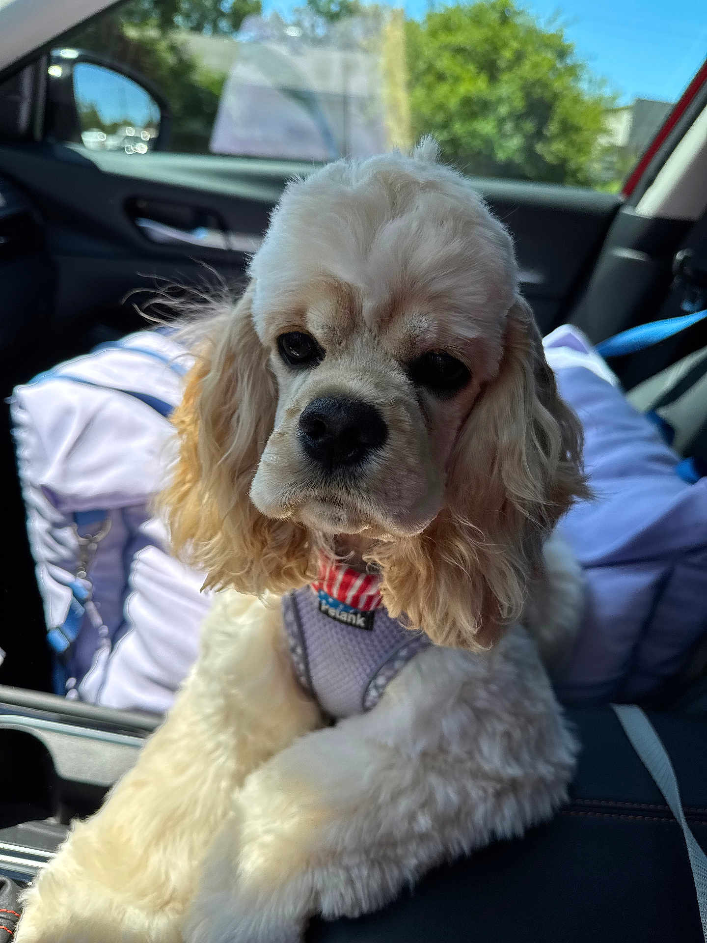 Paislee Mae joined the competition — help win amazing prizes! dog, pet, car_interior, cushion, window, sunlight, fur, animal, canine, resting, seat, collar, harness, closeup, indoors, companion, cute, curly_fur, comfort, relaxed