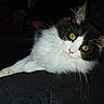 Gaby a rejoint le concours — aidez-le/la à gagner de superbes lots ! animal, black_and_white, cat, close_up, cute, dark_background, domestic_cat, feline, fluffy, fur, indoor, looking_at_camera, lying_down, pet, portrait, relaxed, resting, soft_texture, whiskers, yellow_eyes