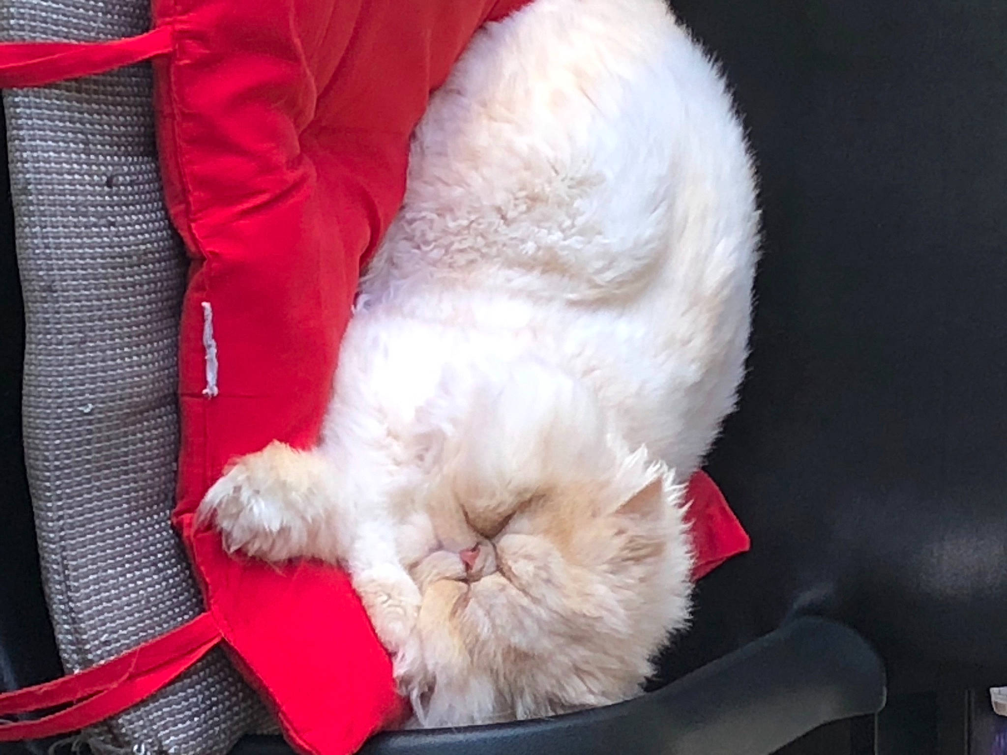 Nestor participe au concours pour gagner de l'argent avec cette photo : canidae, carnivore, cat, claw, comfort, companion_dog, dog_breed, fawn, felidae, foot, fur, human_leg, nap, paw, red, small_to_medium_sized_cats, snout, sporting_group, tail, whiskers