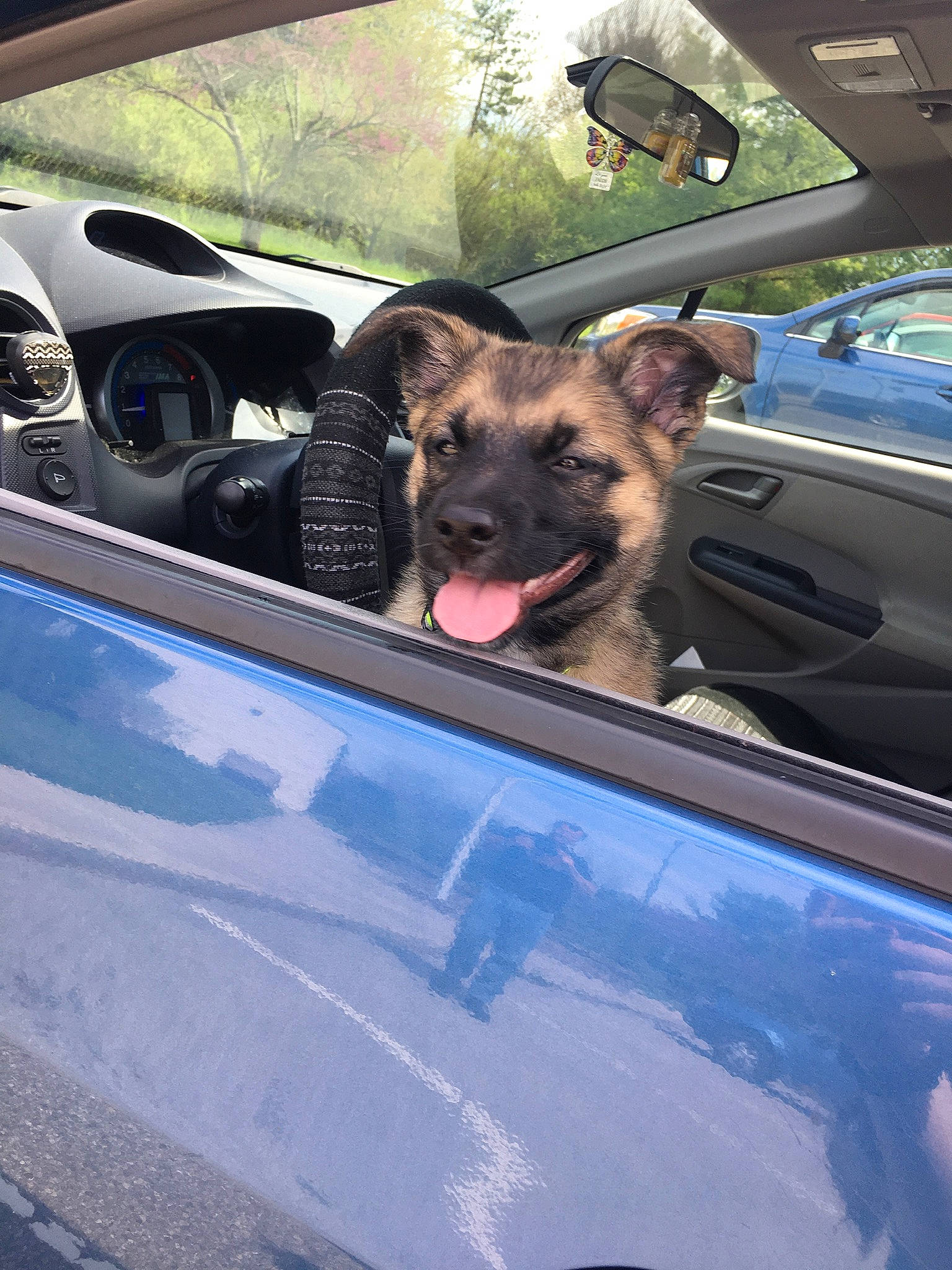Tater is registered to the contest to win money with this photo: auto_part, automotive_exterior, automotive_window_part, canidae, car, carnivore, dog, dog_breed, fawn, german_shepherd_dog, snout, vehicle, vehicle_door, working_dog