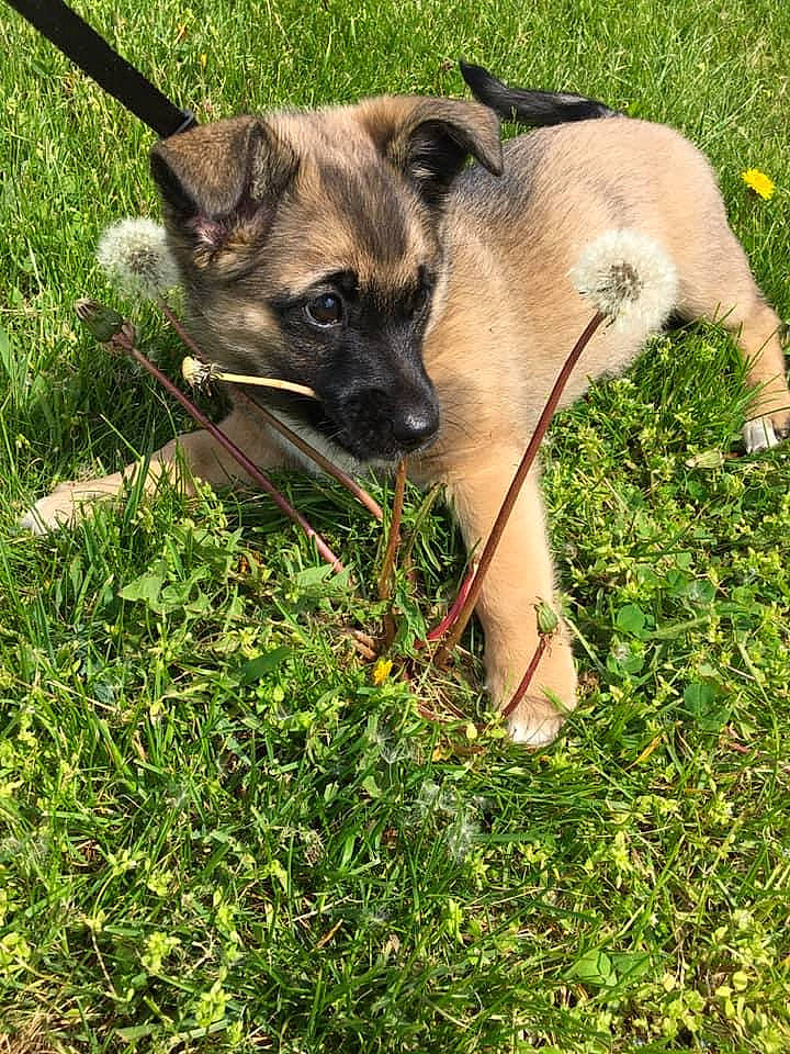 Tater is registered to the contest to win money with this photo: belgian_shepherd_malinois, black_mouth_cur, canidae, carnivore, dog, dog_breed, fawn, grass, mammal, plant, potcake_dog, puppy, rare_breed_dog, snout, vertebrate
